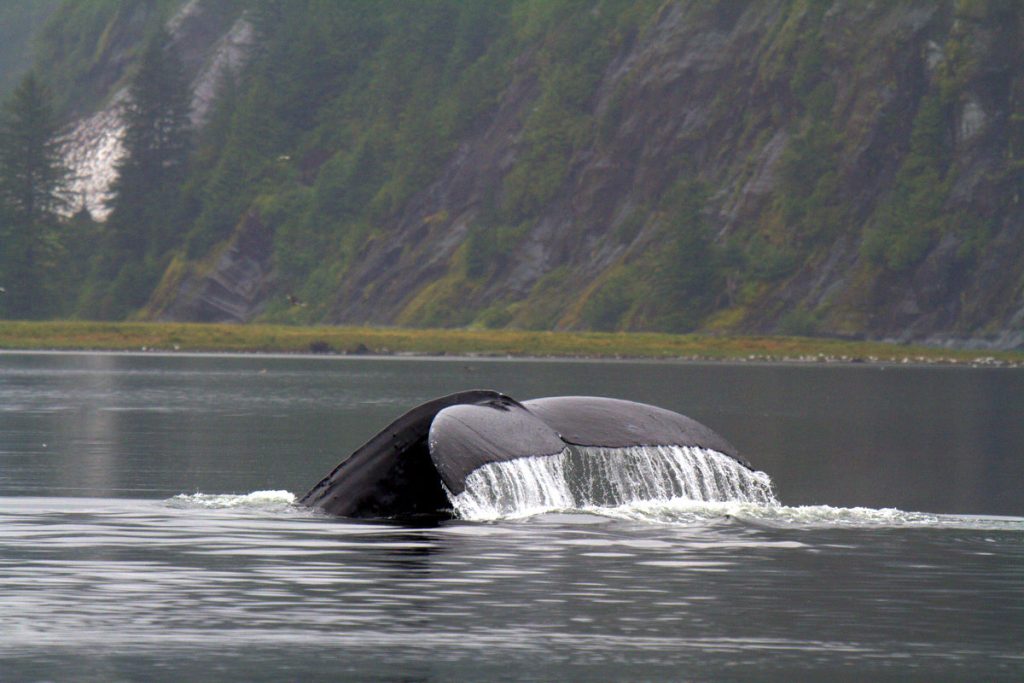 Il governo canadese e le comunità native insieme per le Aree Marine Protette