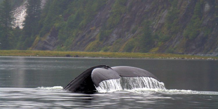 Il governo canadese e le comunità native insieme per le Aree Marine Protette