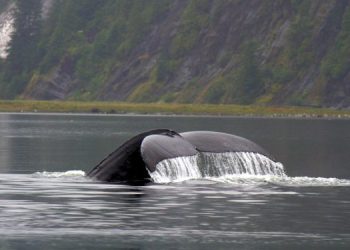 Il governo canadese e le comunità native insieme per le Aree Marine Protette
