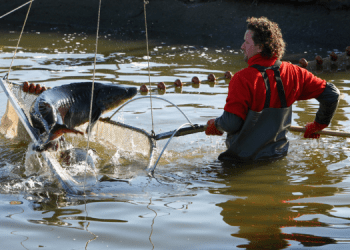 Caviar Giaveri, dove produrre eccellenza significa rispettare la sostenibilità