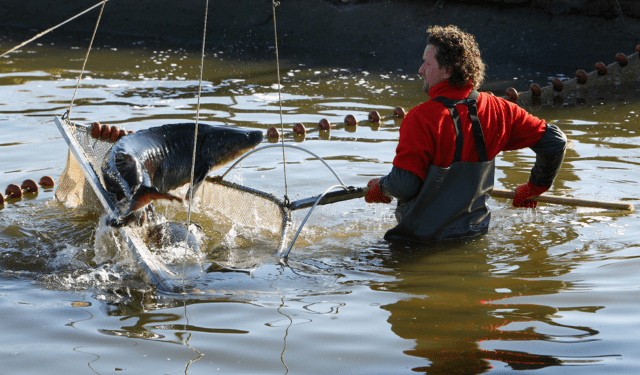Caviar Giaveri, dove produrre eccellenza significa rispettare la sostenibilità