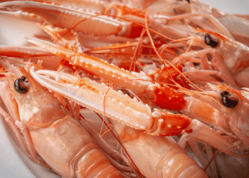 Nel Mediterraneo a rischio gli stock di nasello e scampi 