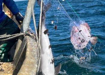 Approccio GFCM per mitigare le interazioni tra pesca e specie vulnerabili