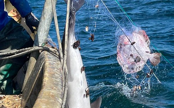 Approccio GFCM per mitigare le interazioni tra pesca e specie vulnerabili