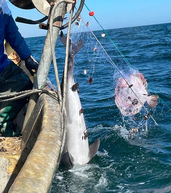 Approccio GFCM per mitigare le interazioni tra pesca e specie vulnerabili