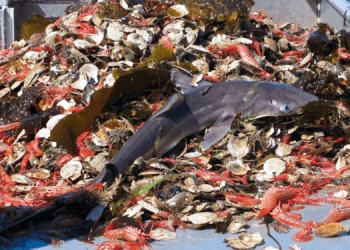 Pesca eccessiva: impatti, cause e cosa fare