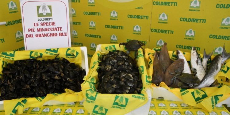 Coldiretti, 100 mln di danni da granchio blu, da vongole a ostriche 