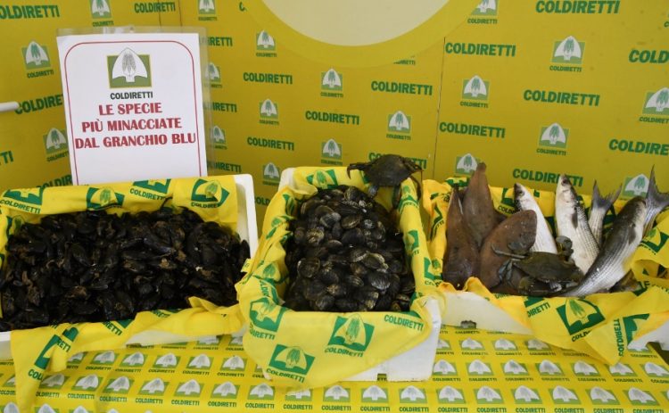 Coldiretti, 100 mln di danni da granchio blu, da vongole a ostriche