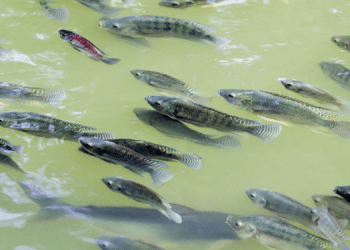 Acquacoltura nel Mediterraneo: evoluzione e prospettive