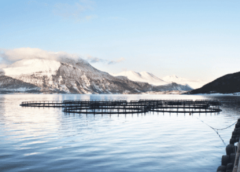 Acquacoltura. Il settore del salmone rimane il più redditizio