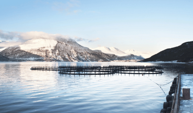 Acquacoltura. Il settore del salmone rimane il più redditizio