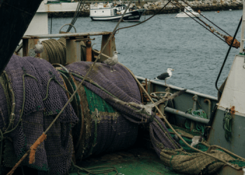 Adattamento dell'industria ittica ai cambiamenti climatici