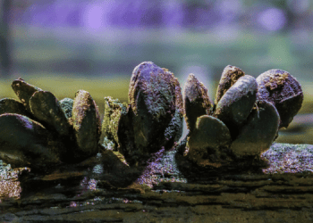 Alghe e molluschi pilastri della biodiversità e della sostenibilità