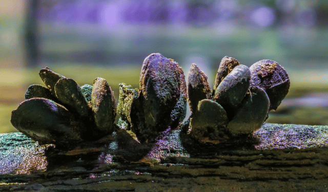 Alghe e molluschi pilastri della biodiversità e della sostenibilità