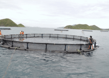 Consultazione pubblica su linee guida per la responsabilità sociale in acquacoltura