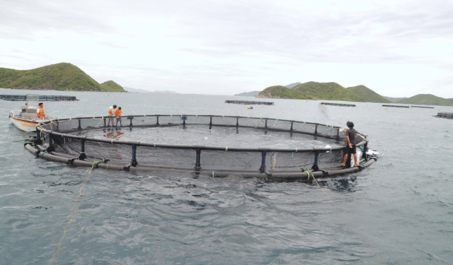 Consultazione pubblica su linee guida per la responsabilità sociale in acquacoltura