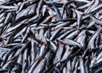 Cresce del 40% la produzione di farina e olio di pesce 