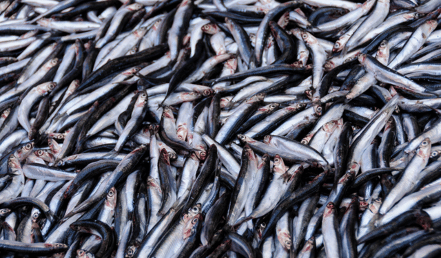 Cresce del 40% la produzione di farina e olio di pesce 