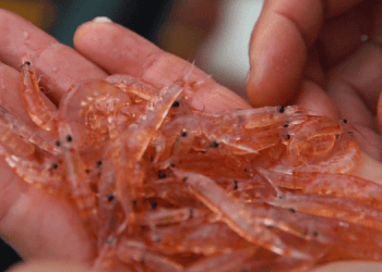 Dalla pesca all'alimentazione: la sostenibilità del krill