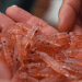 Dalla pesca all'alimentazione: la sostenibilità del krill