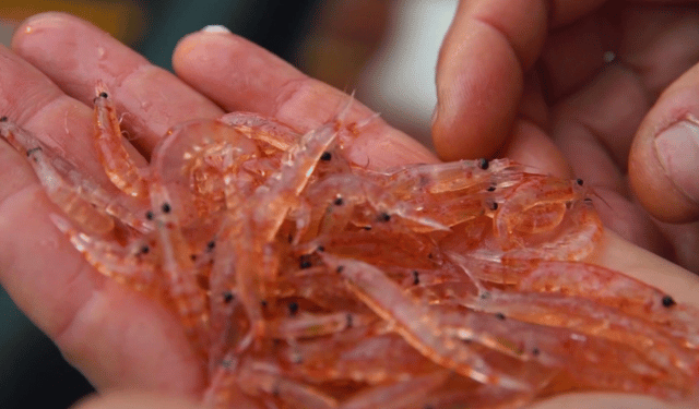 Dalla pesca all'alimentazione: la sostenibilità del krill