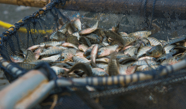 Disponibile l'ASC Annual Impacts Report 2023