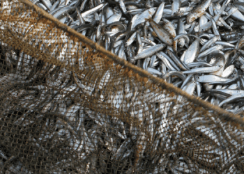 Eurostat, nel 2022 la pesca nell'UE ha superato l'acquacoltura