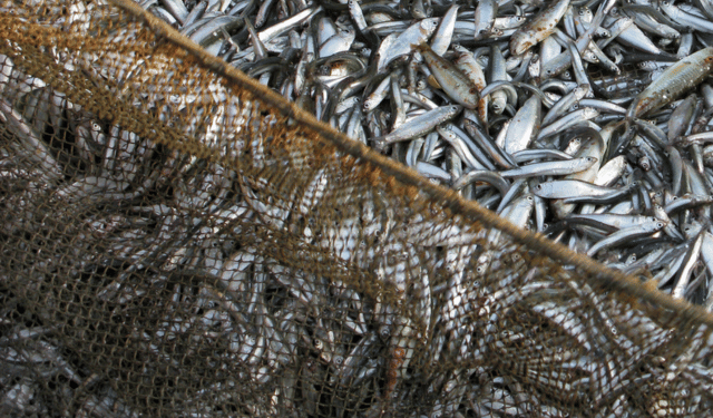 Eurostat, nel 2022 la pesca nell'UE ha superato l'acquacoltura