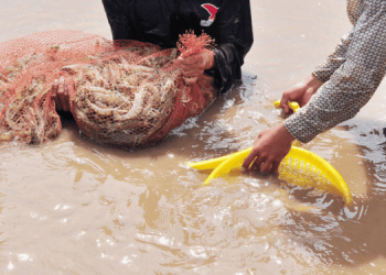 In crescita le esportazioni di gamberi dal Vietnam