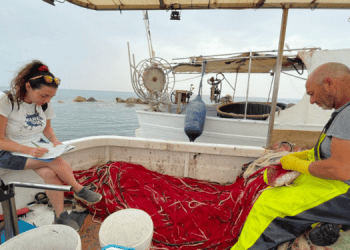 Interazione tra delfini e altre specie vulnerabili con la pesca