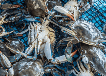 Granchio Blu, Alleanza Cooperative: soddisfazione per nomina commissario