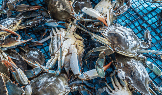 Granchio Blu, Alleanza Cooperative: soddisfazione per nomina commissario