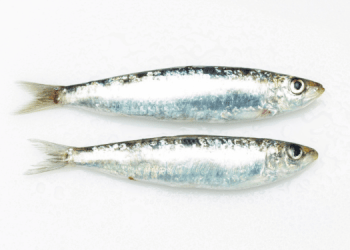 Le sardine tra tradizione italiana e ricette di mare