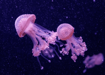 Meduse: da minaccia ambientale a innovazioni sostenibili