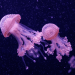 Meduse: da minaccia ambientale a innovazioni sostenibili