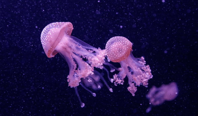 Meduse: da minaccia ambientale a innovazioni sostenibili