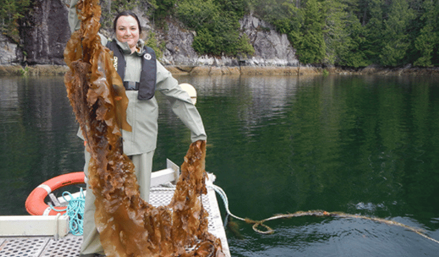 La British Columbia investe nel settore delle alghe