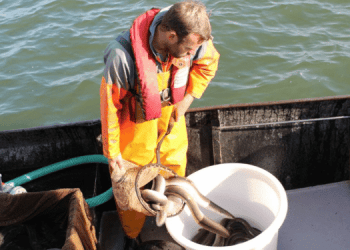 Nuovo report Sustainable Eel Group sull'anguilla europea