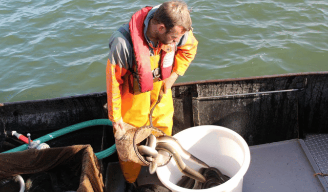 Nuovo report Sustainable Eel Group sull'anguilla europea