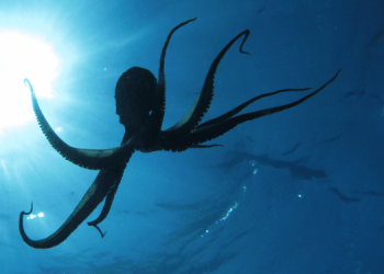 Il polpo fondamentale nel controllo delle specie invasive nel Mediterraneo