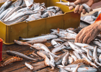 Sempre più speditamente verso la tracciabilità globale