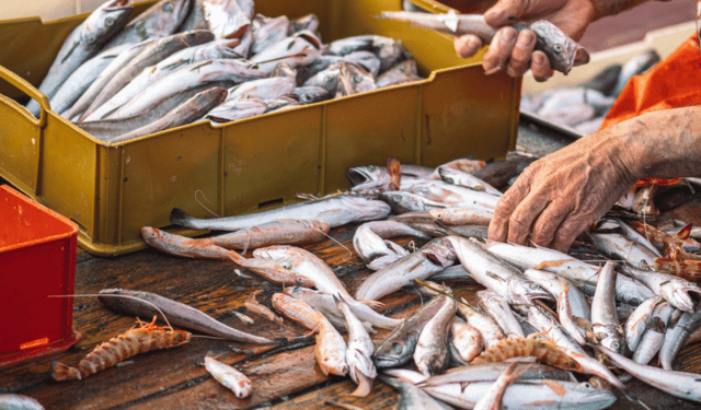 Sempre più speditamente verso la tracciabilità globale