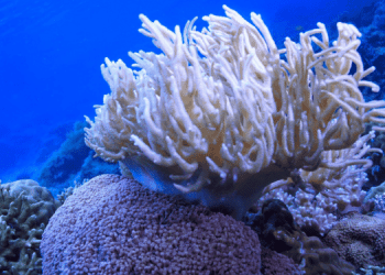 Temperature oceaniche allarmanti per la Grande Barriera Corallina