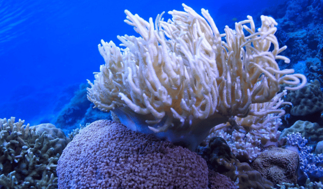 Temperature oceaniche allarmanti per la Grande Barriera Corallina