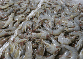 L'Ecuador domina il mercato globale dell'allevamento di gamberi