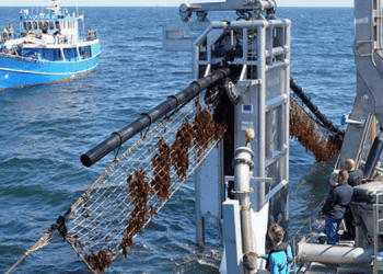 Nel Mare del Nord la prima fattoria di alghe all'interno di un parco eolico