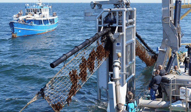 Nel Mare del Nord la prima fattoria di alghe all'interno di un parco eolico
