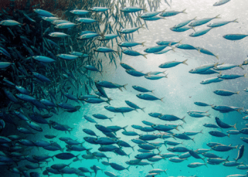 La tecnologia fa luce sull'impatto del cambiamento climatico sulla pesca