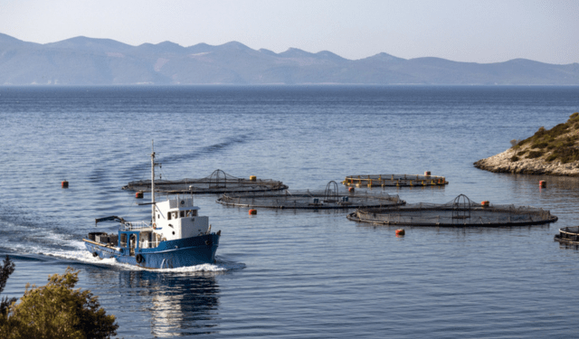 Benessere animale: opportunità e sfide per l'aquacoltura in Europa