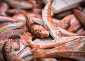 Fedagripesca, con proposta Fao a rischio pesca delle specie ittiche più amate